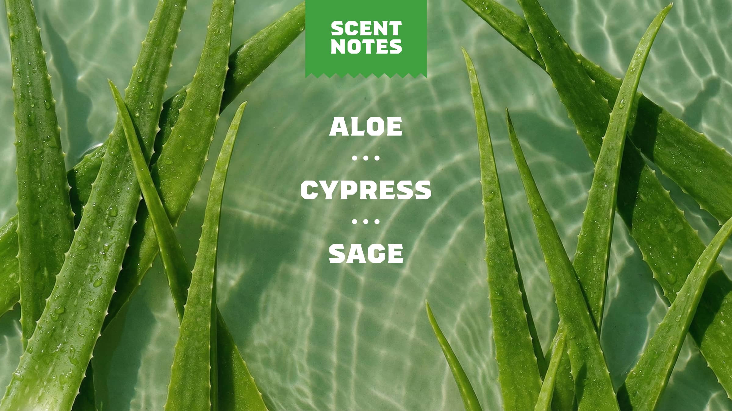Dr. Squatch Moisturizing Cool Fresh Aloe - Image 4